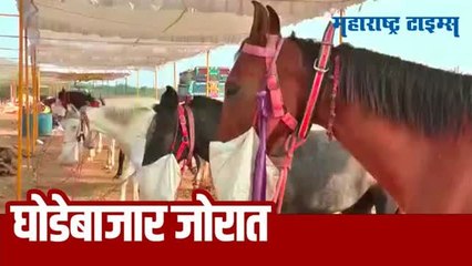 सारंगखेड्याच्या अश्व मेळ्याला सुरुवात | देखण्या घोड्यांना पाहायला पर्यटकांची गर्दी