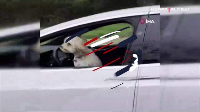 Hareket halindeki Tesla’nın sürücü koltuğundaki köpek sosyal medyada gündem oldu