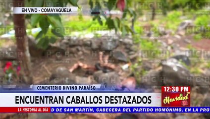 ¡Chiva con los tamales de caballo! Descubren destazadero clandestino en un sector de la capital