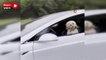 Hareket halindeki Tesla’nın sürücü koltuğundaki köpek gündem oldu