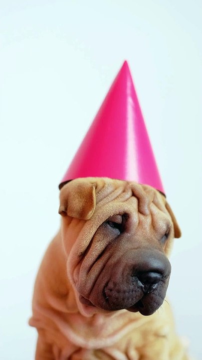 Christmas wishes from a cute little pug! | funniest animals | pets video | pet comedy | funny animal
