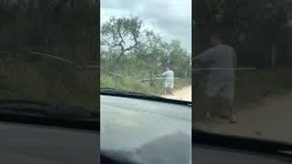 Mail Carrier Rescues Spike Deer Caught in Fence