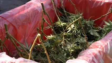 Medicinal cannabis industry on the cusp of expansion as regulation eases