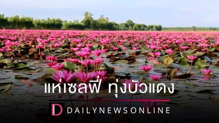 เที่ยวเซลฟี่ ทุ่งบัวแดงบึงบอระเพ็ด บานสะพรั่งนับพันไร่ | ชนคลิปข่าว 19/12/64 เดลินิวส์