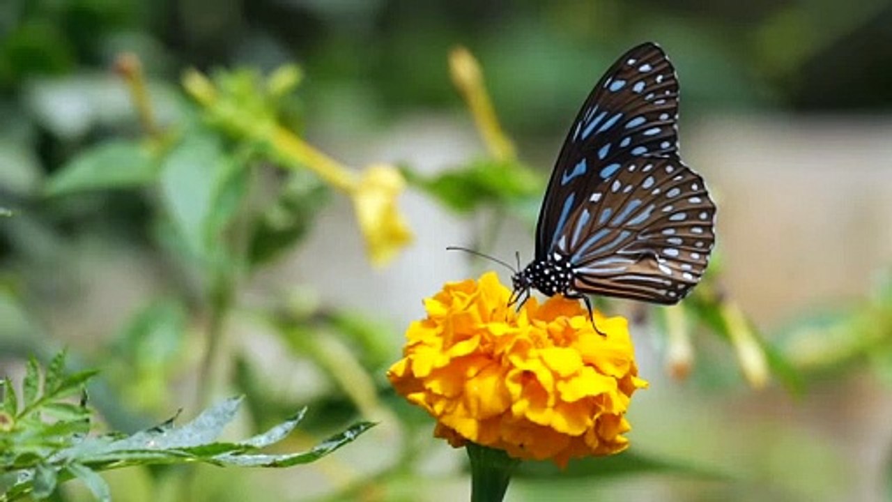 Butterfly - 12060