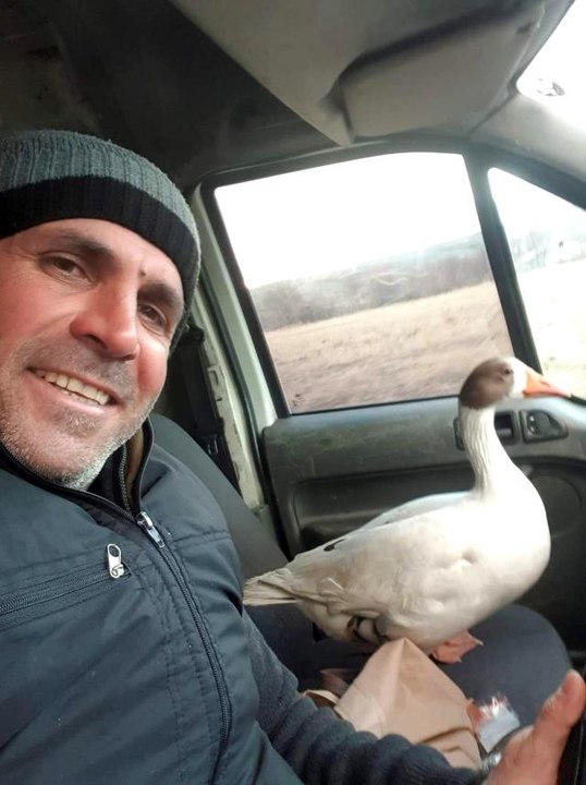 Vatandaşın yolda bulduğu ve aracına aldığı kaz ile şiveli diyaloğu güldürdü