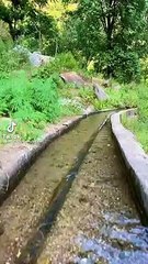 Trees and flowers  nature of world