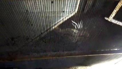 मालवीयनगर में छत पर दौड़ा पैंथर,दो घंटे की कड़ी मशक्कत के बाद ट्रेंकुलाइज