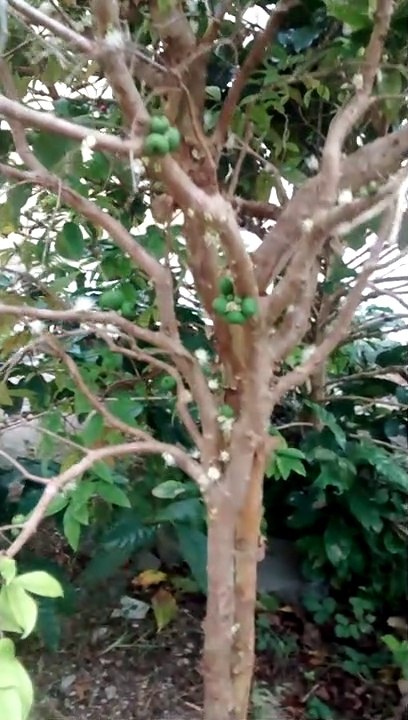 JABUTICABA COM FRUTOS