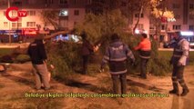 İzmir'de fırtına elektrik direklerini devirdi, ağaçları kökünden söktü