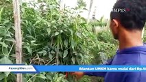 Relokasi Akan Ambil Lahan Perhutani, Petani Minta Ganti Rugi atau Minta Waktu untuk Panen!