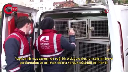 Soğuk havada bitkin düşen şahin Pendik'te yol kenarında bulundu