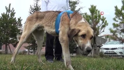 Domuz sürüsünün saldırdığı köpek hayata tutundu