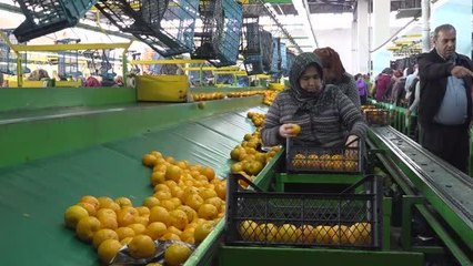 Yaş sebze meyve ihracatçıları pazar yelpazesini genişletmeyi hedefliyor