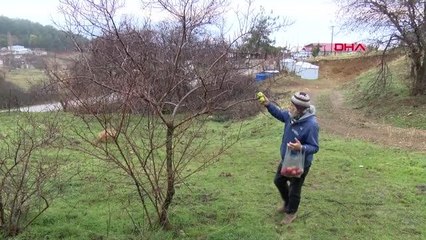 HER KIŞ, KUŞLAR İÇİN KURU AĞAÇ DALLARINA ELMA TAKIYOR