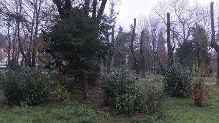 Ağaçların kışın çiçek açması için korkutan açıklama