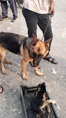 Cute Dog  Short Clip By Kingdom of Awais