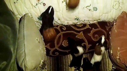 BABY CAVIA PORCELLUS CJ DAVID RJ IRIS TRIXIE DAVID MARY CLOVER 102_7205