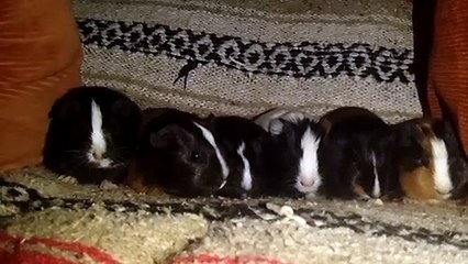 BABY CAVIA PORCELLUS CJ RJ MARY TRIXIE IRIS CLOVER 102_7253