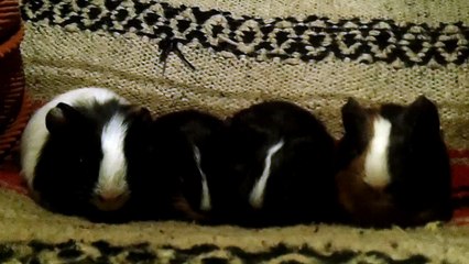 BABY CAVIA PORCELLUS TRIXIE IRIS MARY CLOVER 102_7356