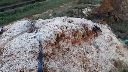 तापमान 5 डिग्री सेल्सियस तक गिरा, जमनें लगी ओंस की बूंदे। देखे वीडियो