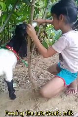 Feeding the cute Goat's milk