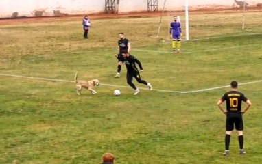 Sahaya giren köpek maçı durdurdu, renkli görüntüler yaşandı