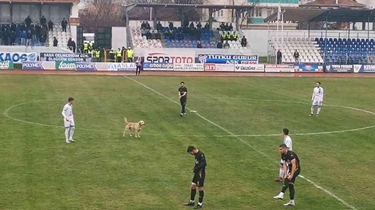 Sahaya giren köpek maçı durdurdu, renkli görüntüler yaşandı