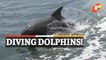 Spectacular! Watch Dolphins Breaching In Odisha’s Bhitarkanika