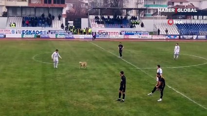 Tokat'ta sahaya giren köpeğin oyun inadı maçı durdurdu