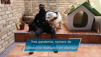 Caminando a su lado: espacio de amor para lomitos