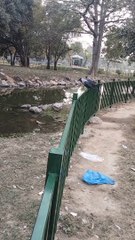 Crow Short Video By Kingdom of Awais
