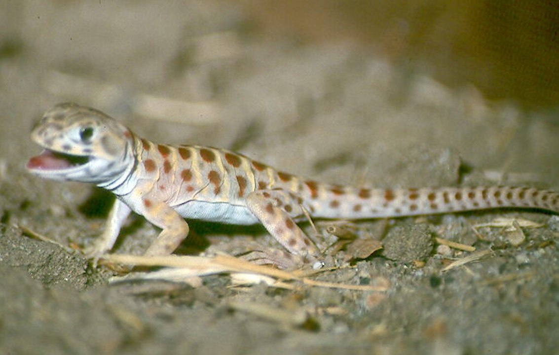 Efforts to protect the endangered blunt-nosed leopard lizard