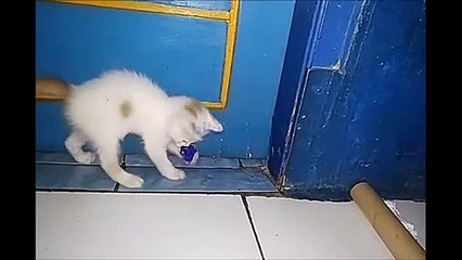 anak kucing lagi bermain dimalam hari