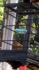 pleci buxtomi wiksar