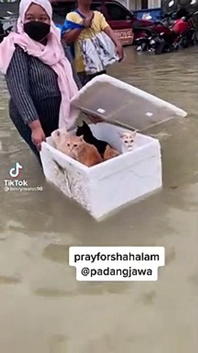 Save cat after storm