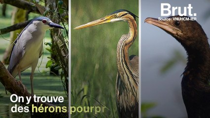 Découverte des canaux végétaux de la forêt de Tra Su