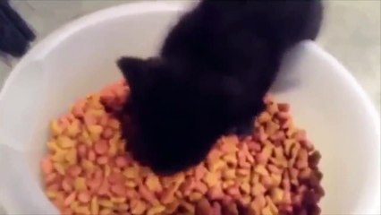 UNUSUAL MEMES COMPILATION