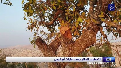 التحطيب الجائر يهدد غابات أم قيس