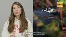 Serpientes más venenosas del mundo: no te querrás encontrar con ellas