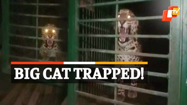 Watch: Leopard Rescued By Forest Officials In Madhya Pradesh, Shifted To Zoo