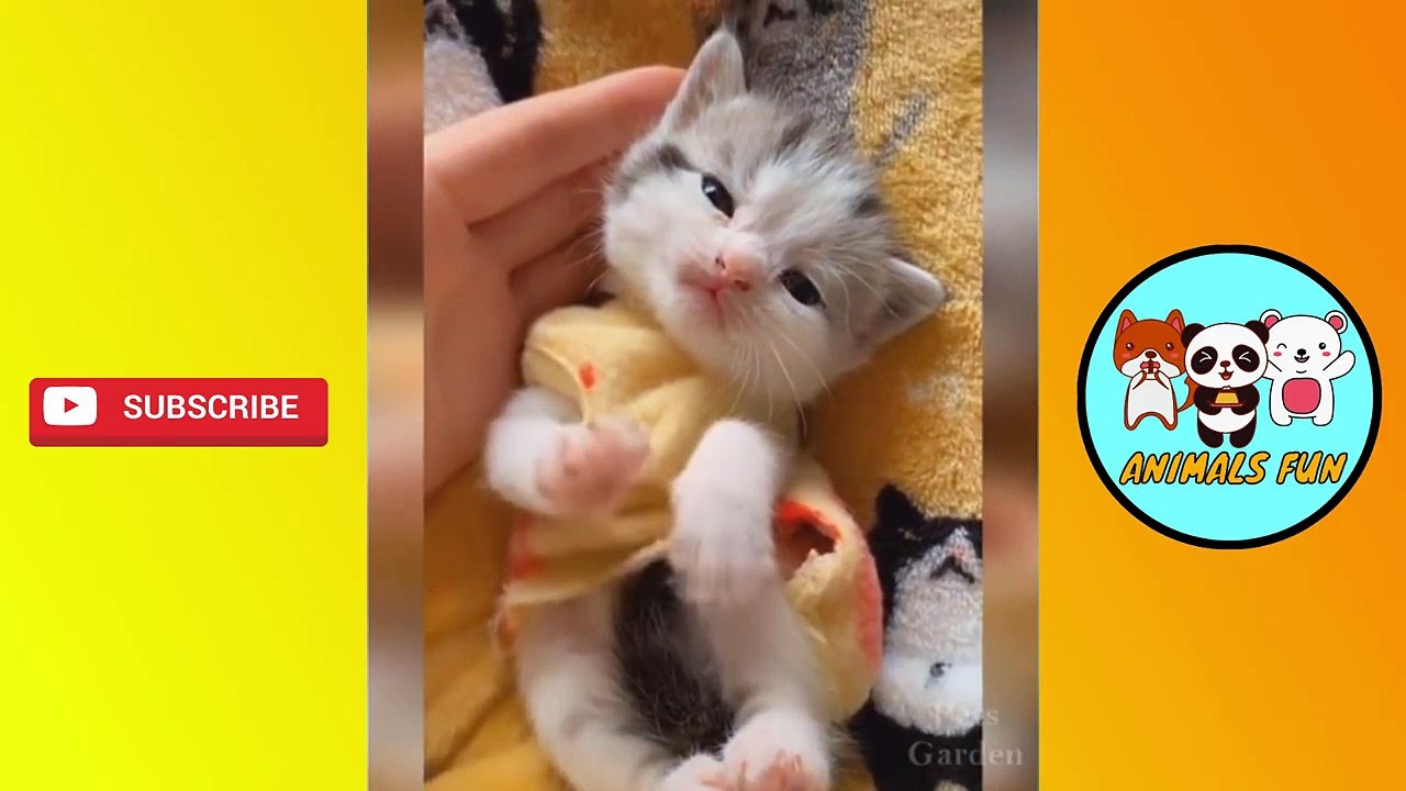 CUTE KITTENS DOING FUNNY THINGS TRY NOT TO LAUGH