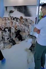 World of Huskies _ Cute and Funny Dog Videos _ #shorts