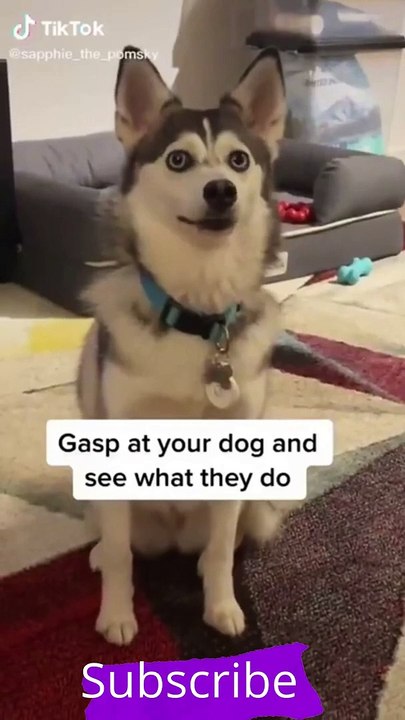 Top Funny Cute Dog Videos and TIKTOK Compilation short_1080p