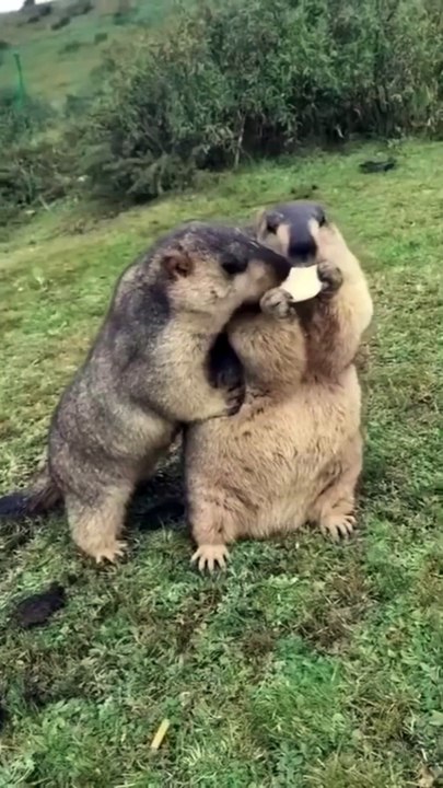 We Are Eating Something, Are You Share With Your Friend......