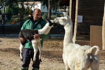 Sevimli lama Tarsus Doğa Parkı'nda hayata 'merhaba' dedi
