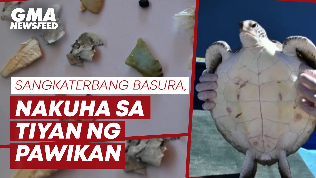 Rescued turtle poops out human trash | GMA News Feed