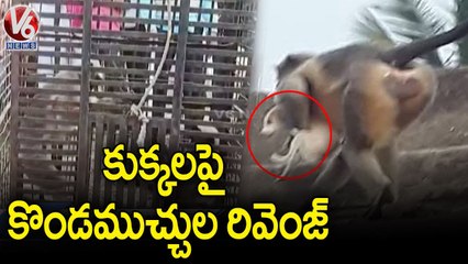 Public Alleges Monkeys Finish 250 Dogs In Maharashtra _ V6 News