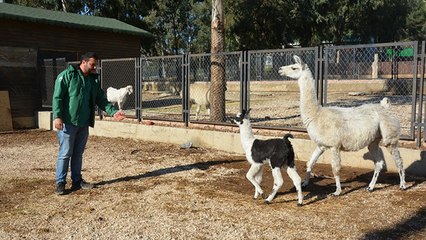 Tarsus Doğa Parkı’nda ilk kez lama doğumu gerçekleşti