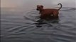 Ce chien a mis les pattes dans des eaux dangereuses
